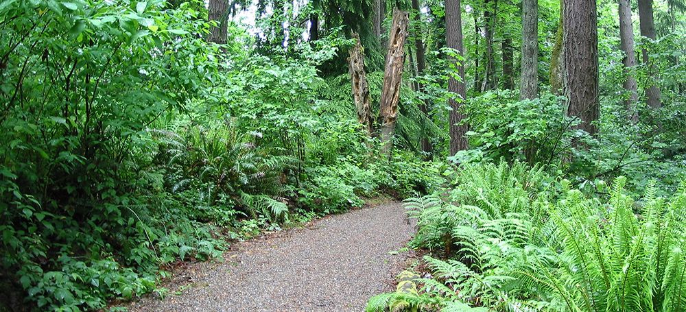 A gravel path winds through a lush green forest with ferns. - Watershed Park Loop Trail