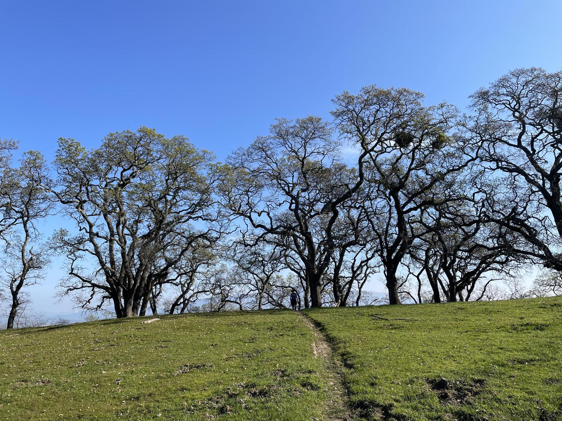 A person walks a dirt path up a grassy hill towards trees under a clear sky.
