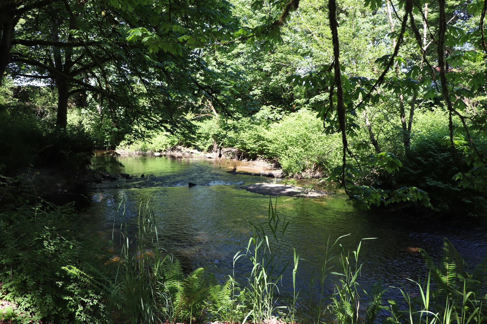 Shaded, calm stream flowing through dense green forest on a sunny day.