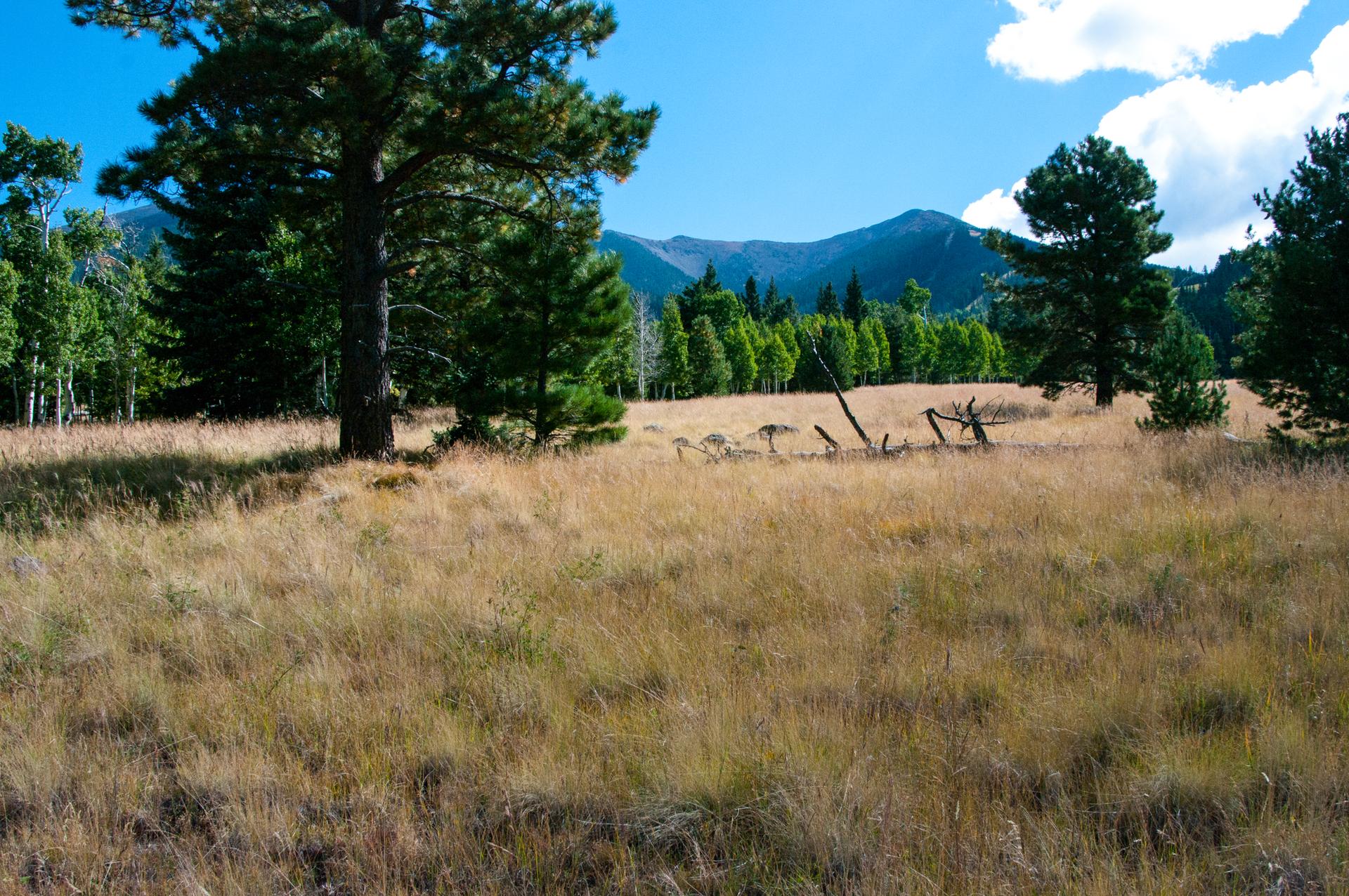 Grassy meadow with tall trees and distant mountains under a bright blue sky.