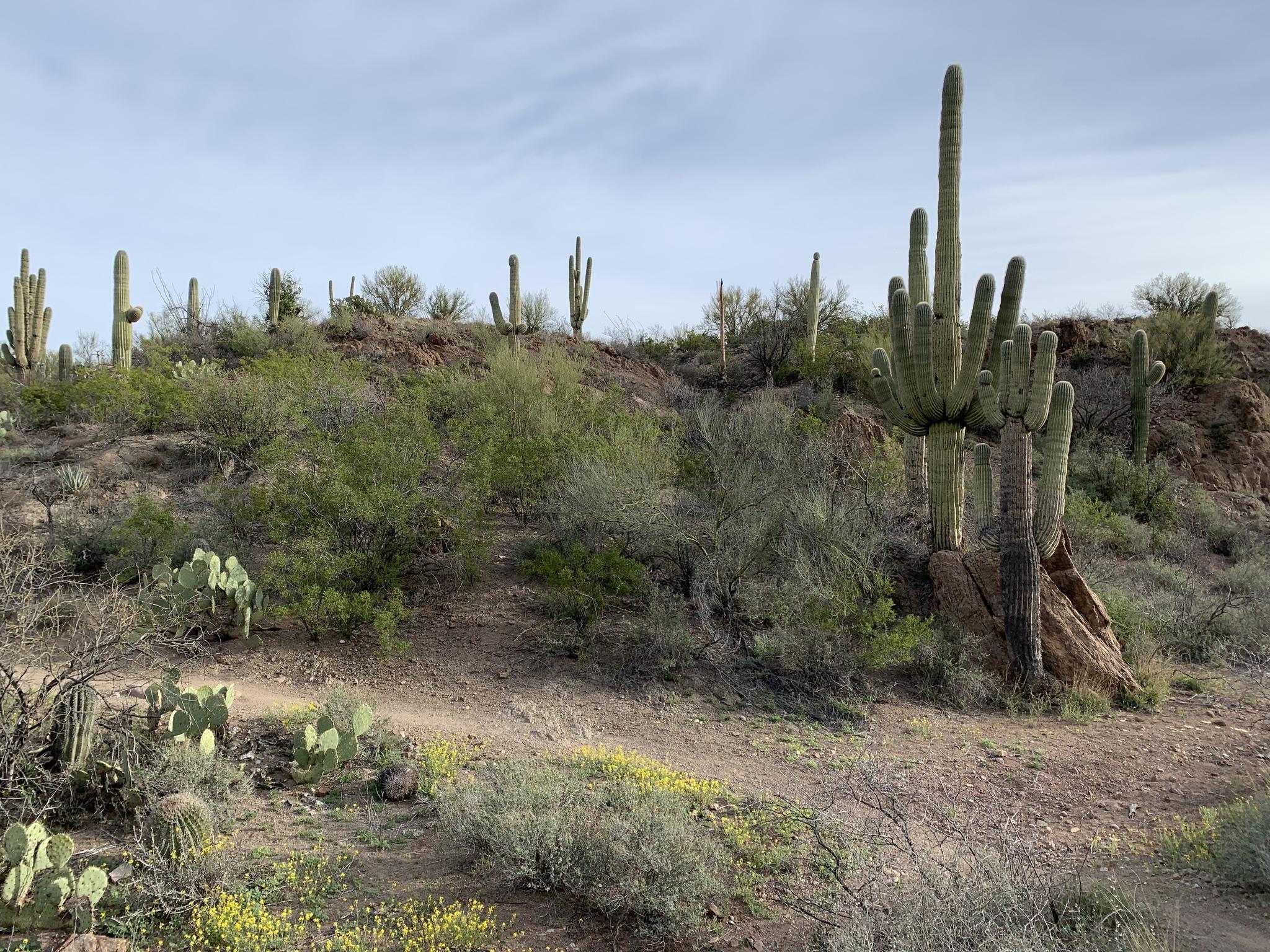 Desert hillside with saguaro cacti, shrubs, and a dirt path under overcast sky.