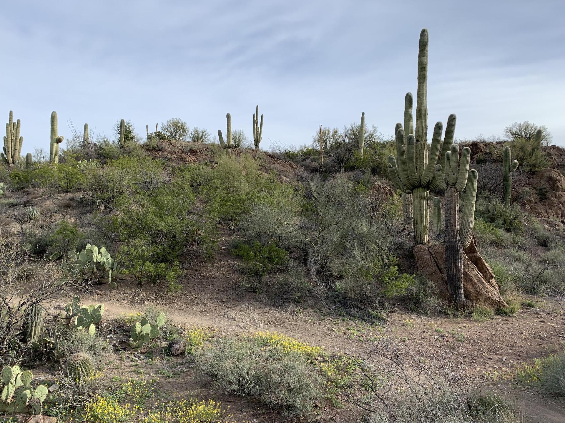 Desert hillside with saguaro cacti, shrubs, and a dirt path under overcast sky.