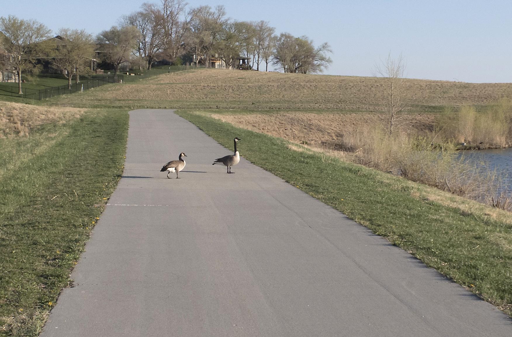 Two geese stand on a paved path next to a grassy bank and water.