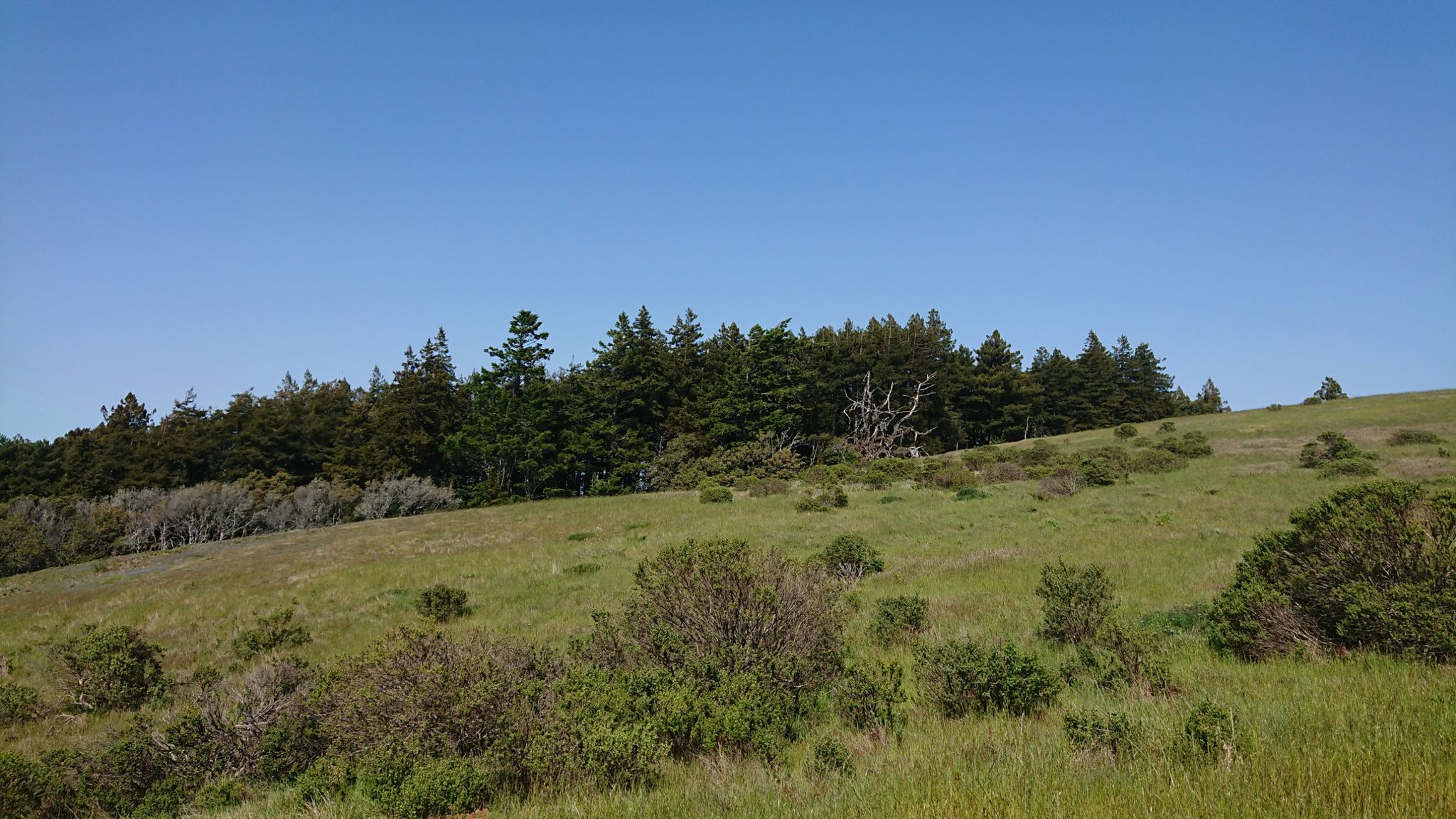 Green grassy hillside with scattered bushes and a line of evergreen trees. - Pomo Canyon and Red Hill Loop Trail