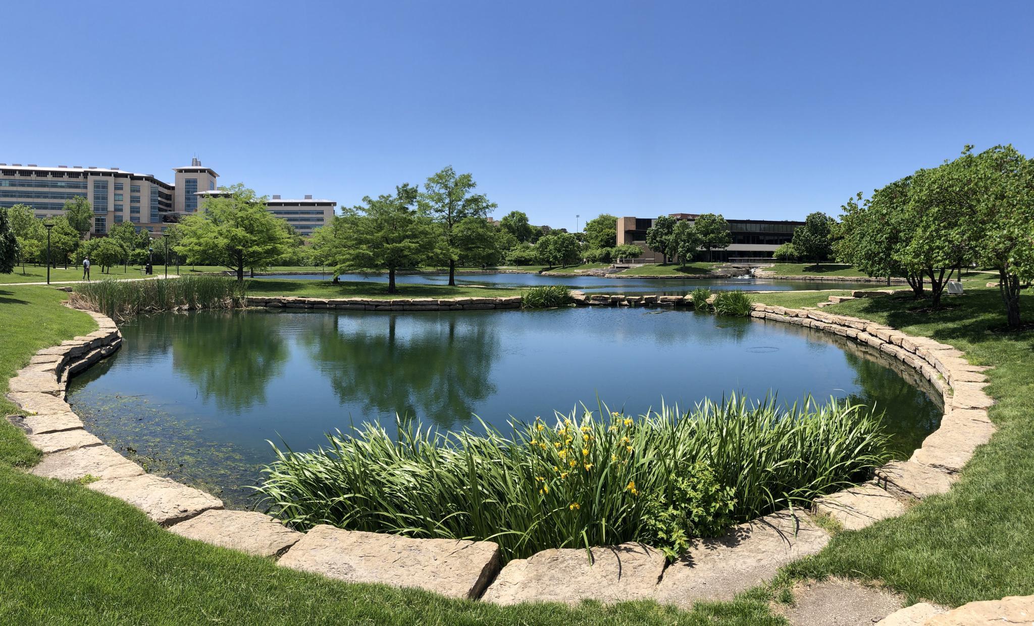 A sunny park pond with stone edging, green grass, trees, and distant buildings.
