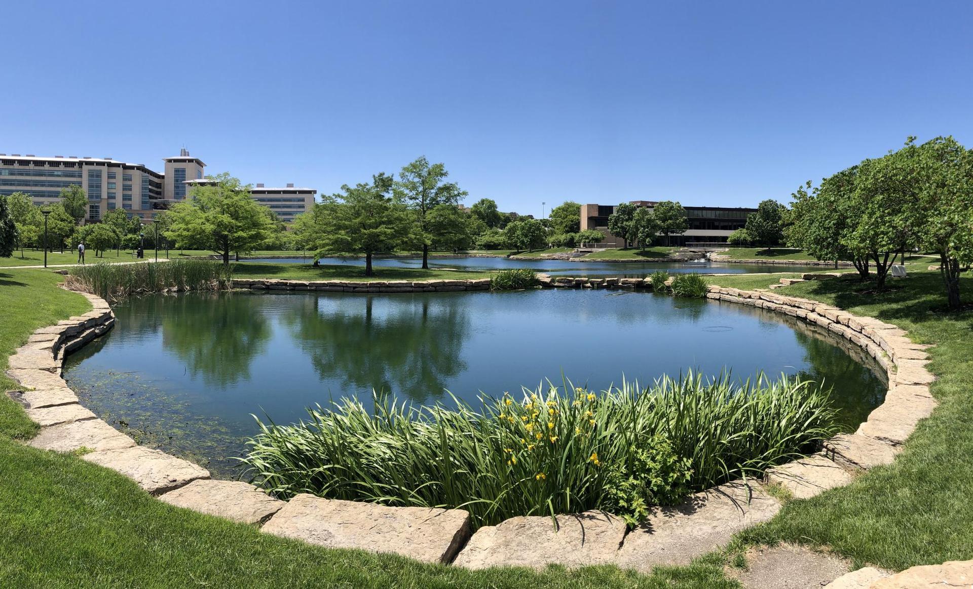 A sunny park pond with stone edging, green grass, trees, and distant buildings.
