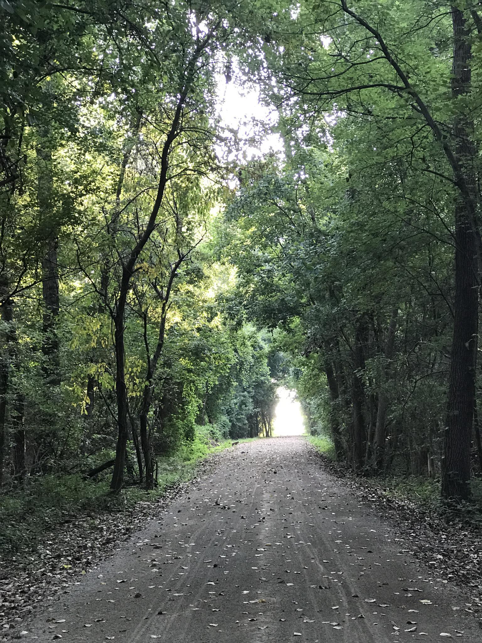 A sunlit dirt path winds through a dense green forest tunnel.
