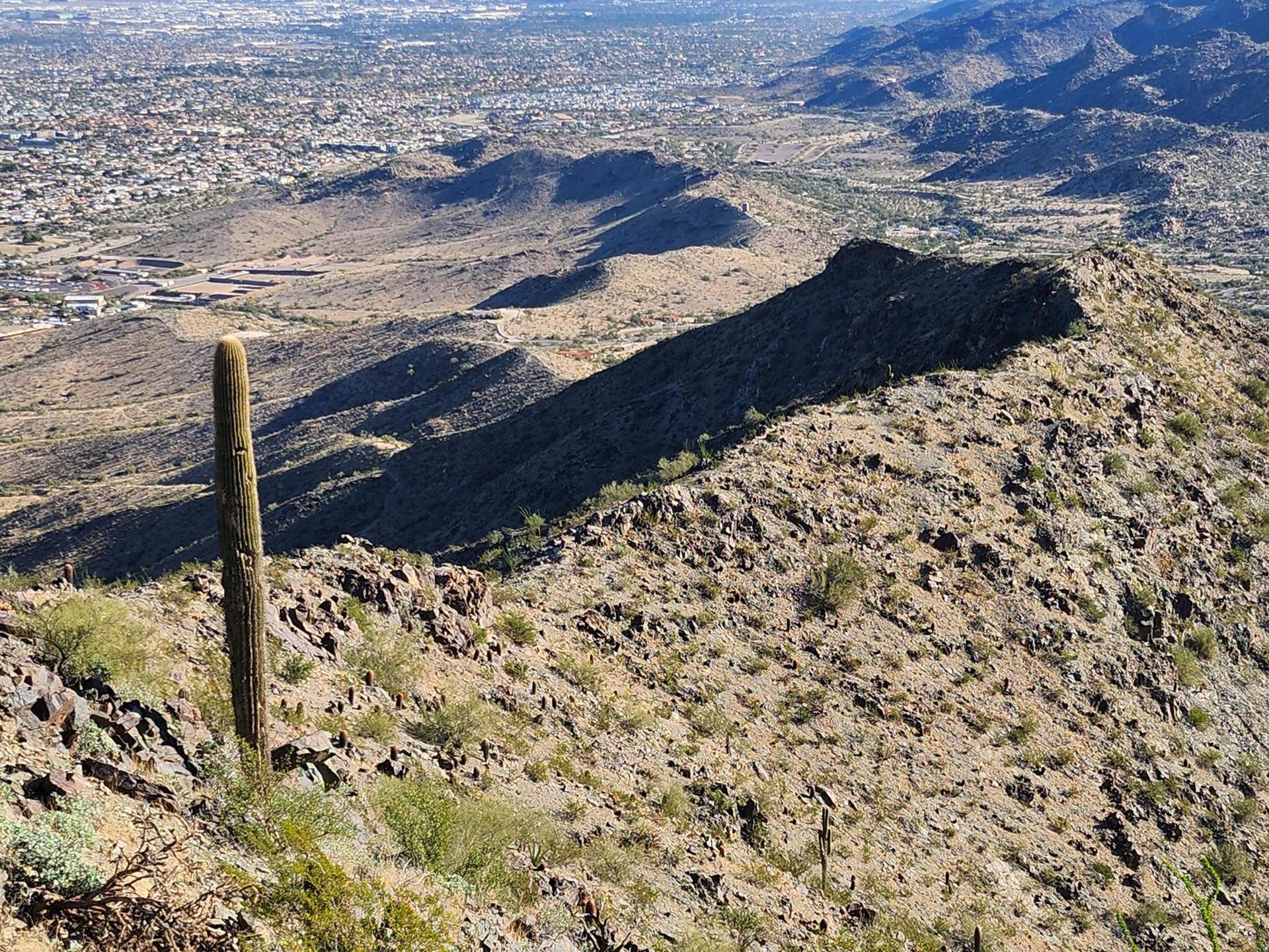 Tall saguaro cactus on rocky desert hillside overlooking a distant city.