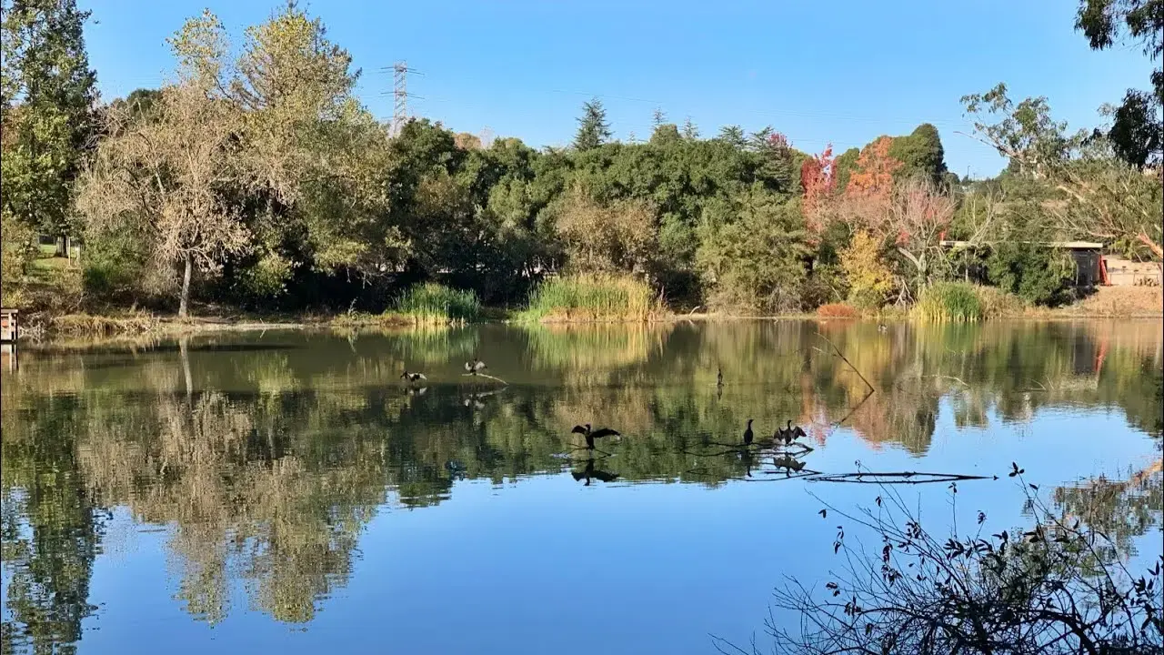 Serene lake reflecting trees and blue sky, with ducks on the water.