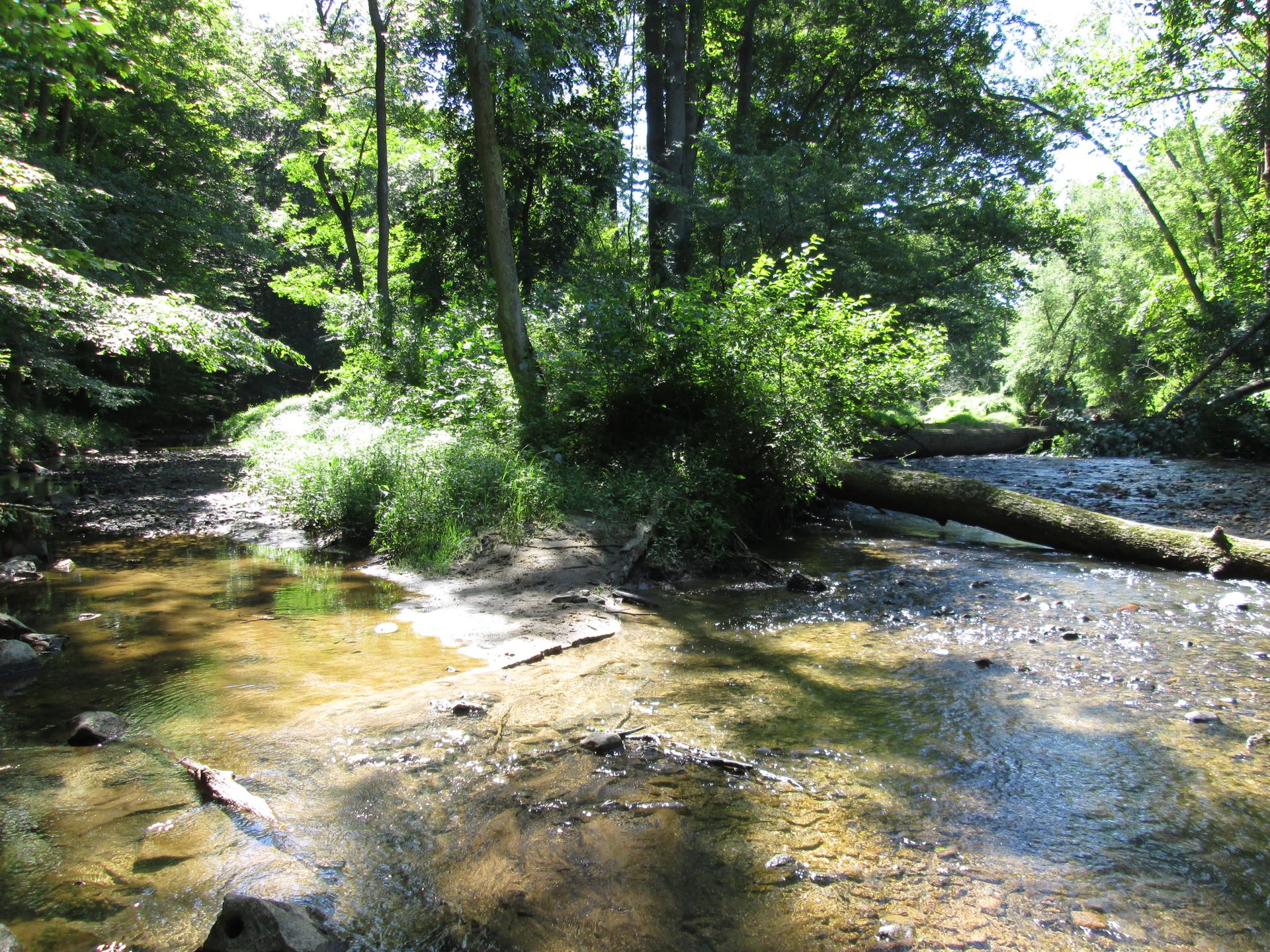 Shallow forest stream with dappled sunlight and a fallen log.