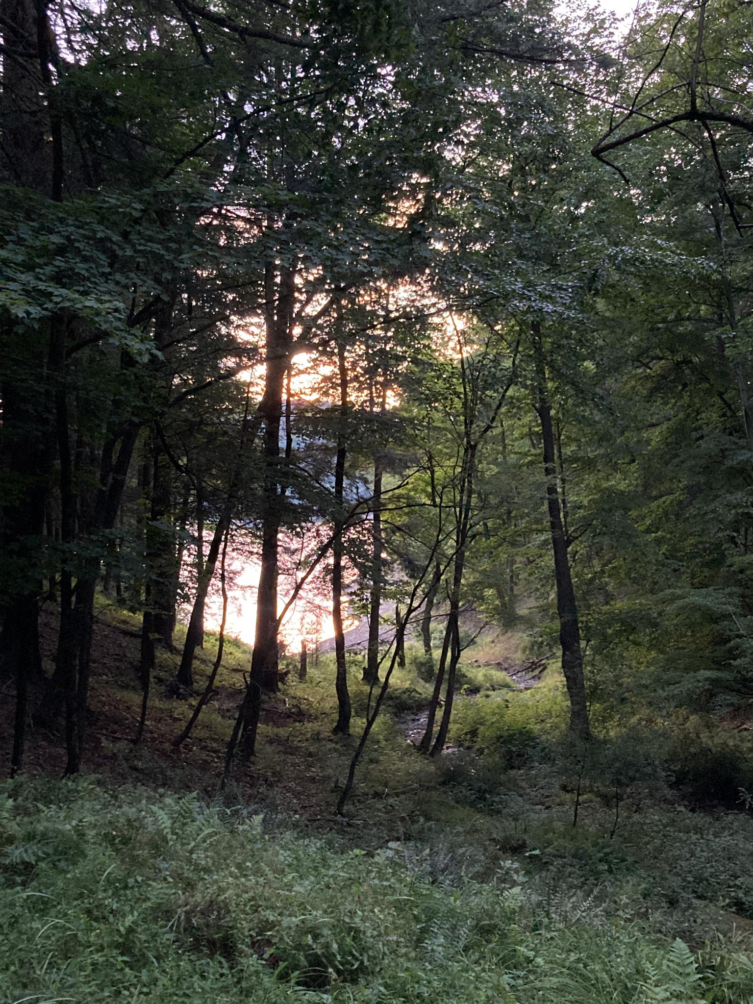 Dense forest with bright sunset light filtering through trees, glimpse of water.