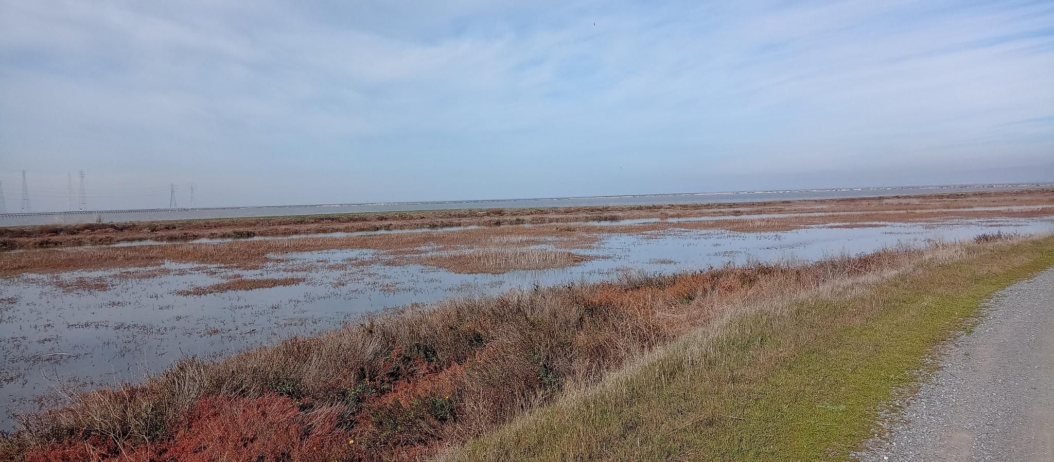 Expansive marshland with water, brown and green plants, under a cloudy sky. - Stevens Creek Trail / San Francisco Bay Trail