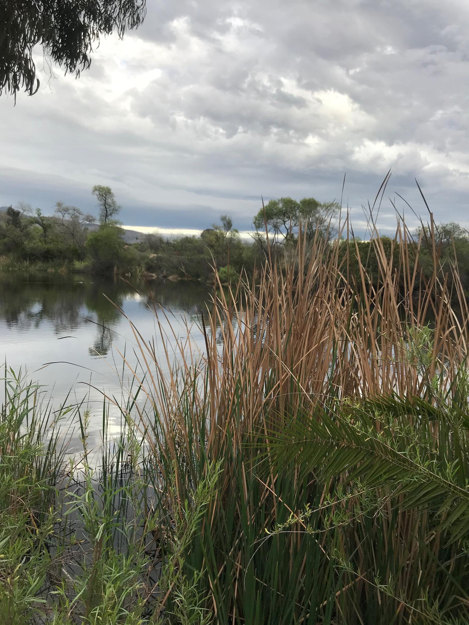 Tall reeds frame a calm lake under a cloudy sky with distant trees.