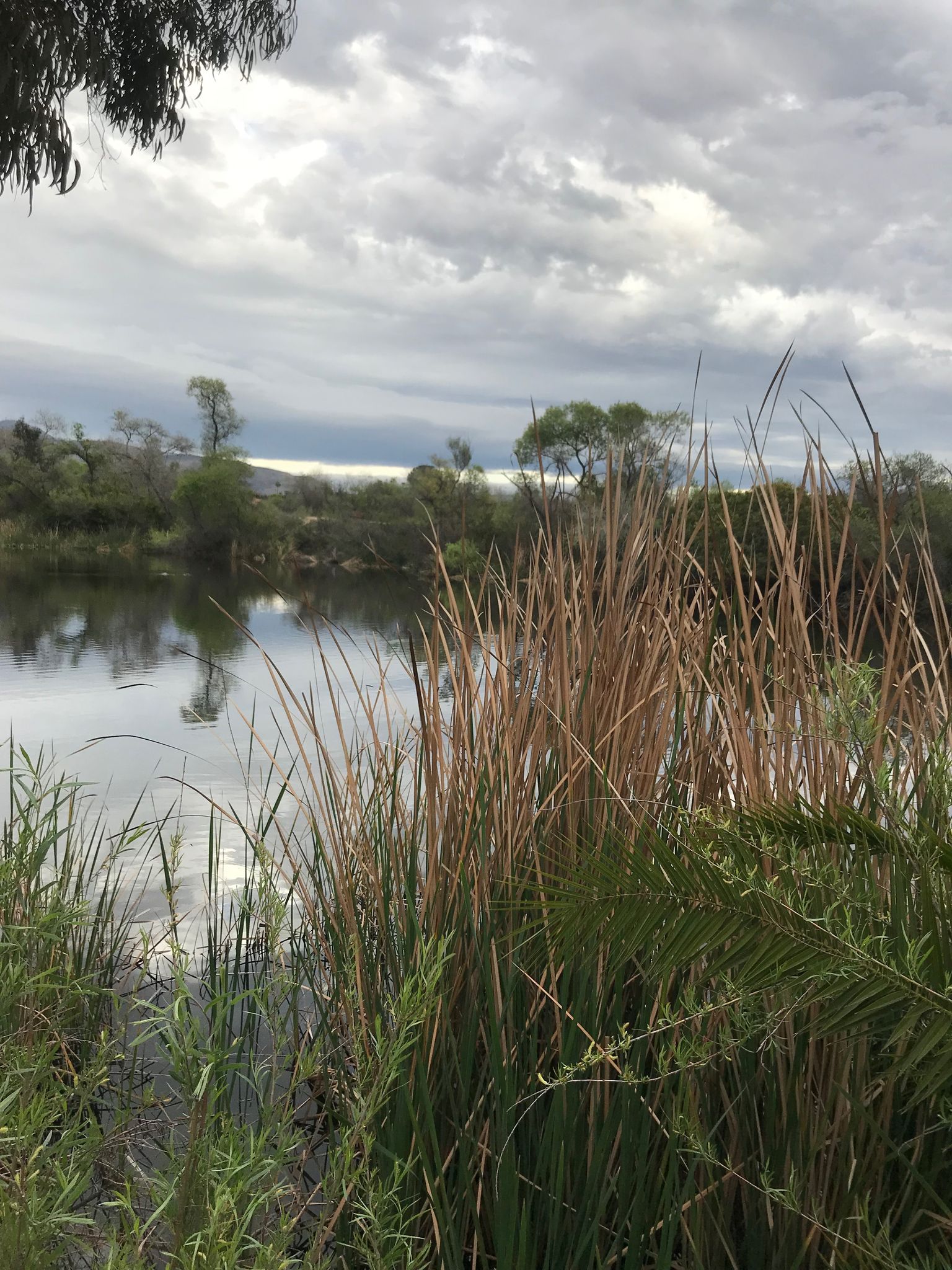 Tall reeds frame a calm lake under a cloudy sky with distant trees. - Morrison Pond loop