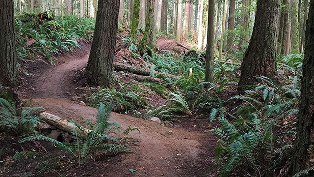 A winding dirt path through a dense, fern-filled forest with tall trees.