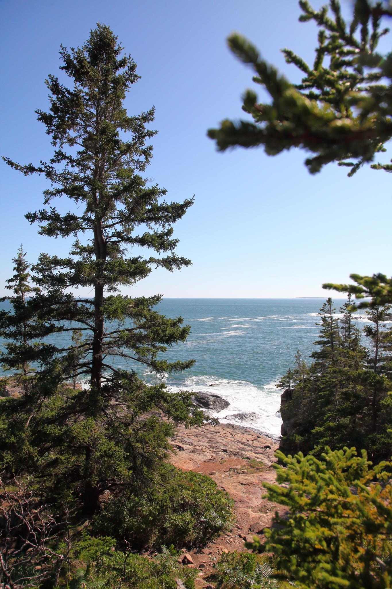 Tall pine tree overlooking a rocky coastline with crashing waves under clear sky.