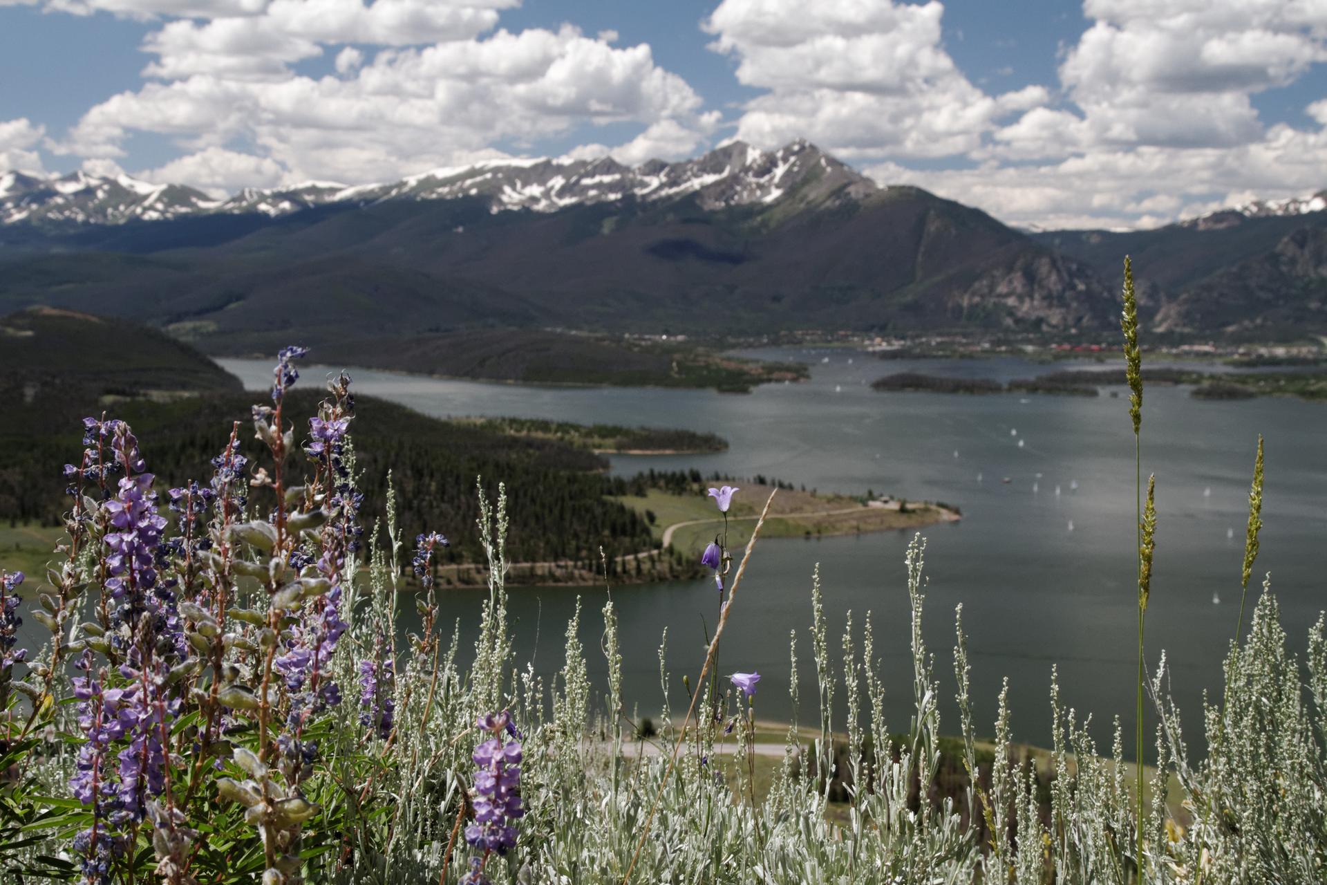 Sunny mountain lake with snow-capped peaks, purple wildflowers, and small boats.