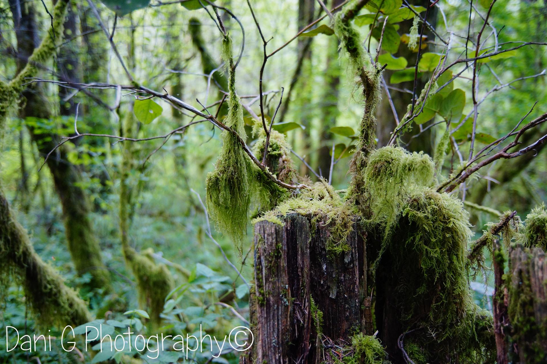 Moss-covered tree stumps and branches in a lush, green forest with soft light.