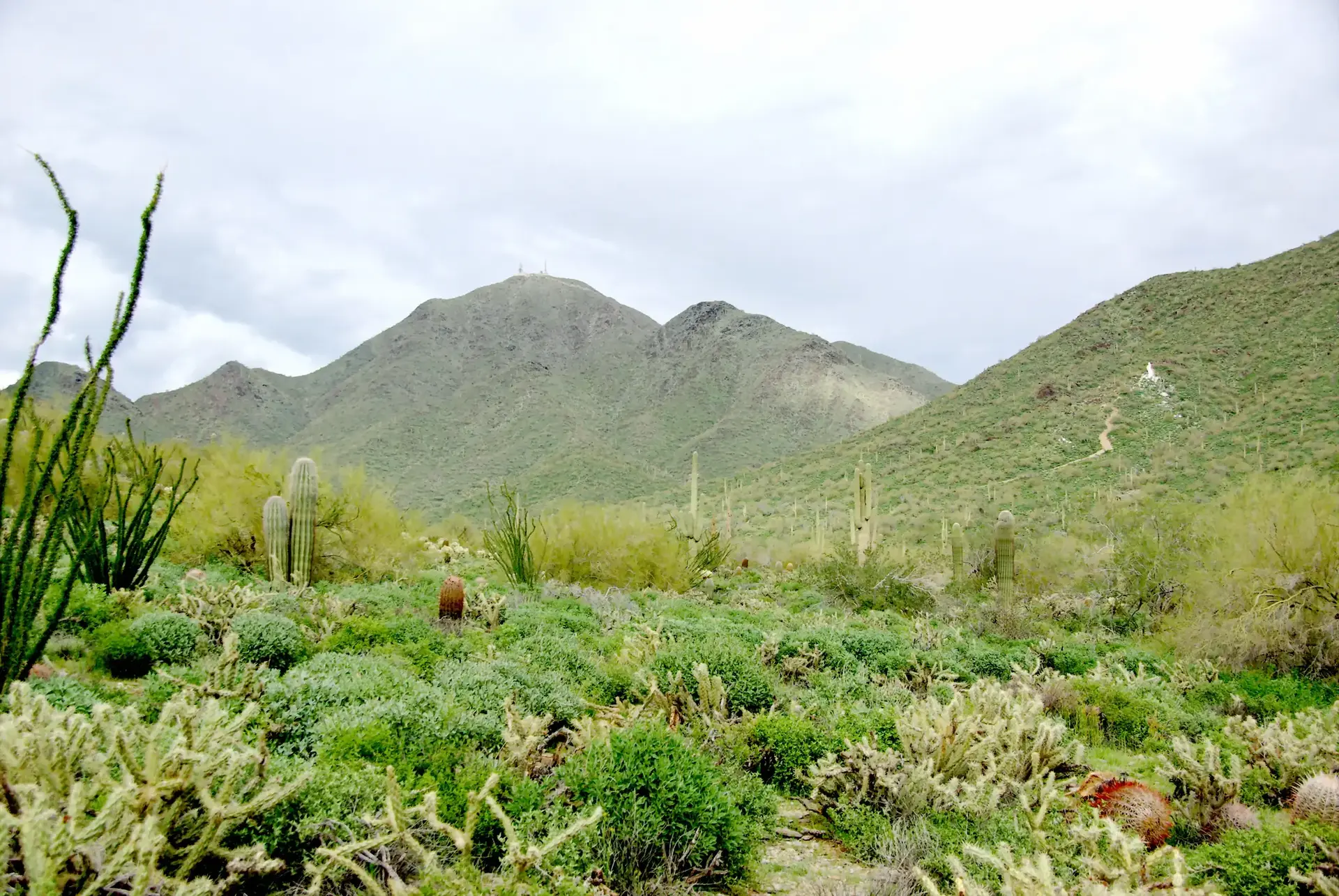 Overcast desert valley with green vegetation, mountains, and diverse cacti.