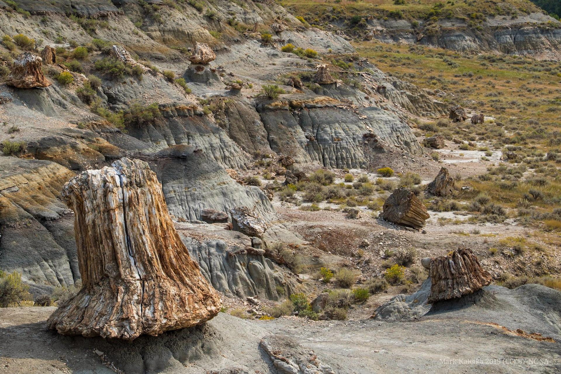 Several large petrified tree stumps dot barren, eroded hillsides under bright sun.
