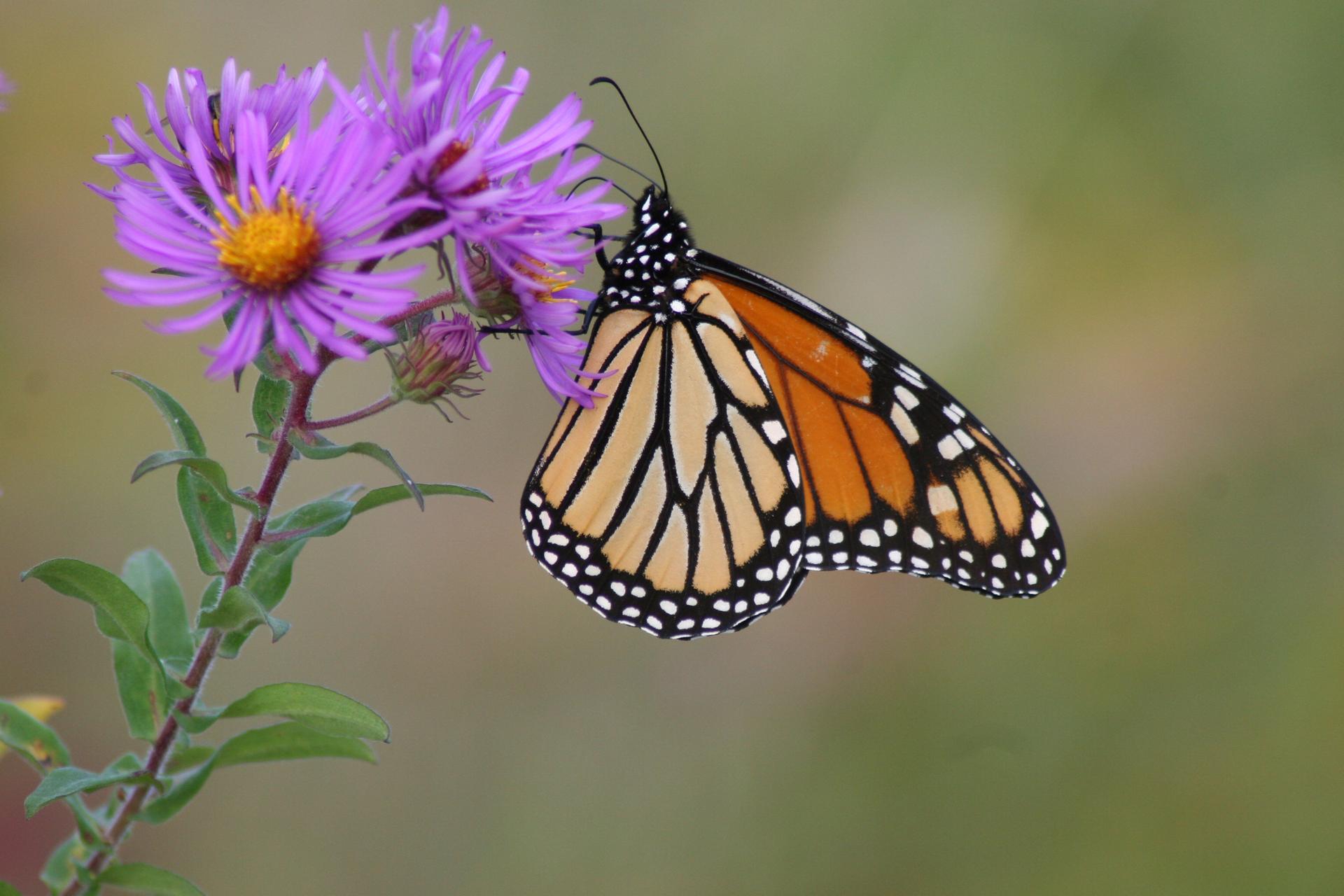 A Monarch butterfly with orange and black wings rests on a purple flower.