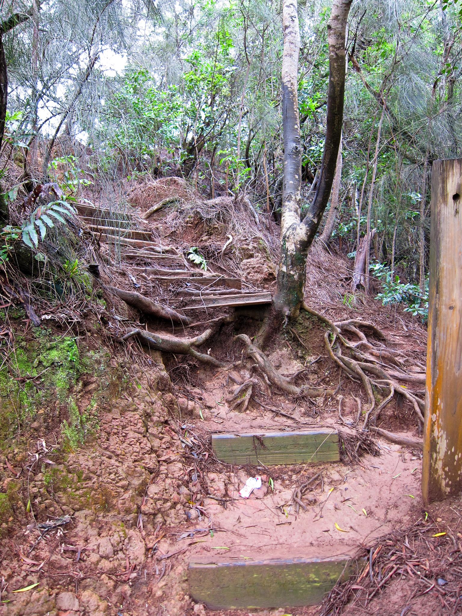 Muddy uphill forest path with wooden steps and exposed tree roots under overcast sky.
