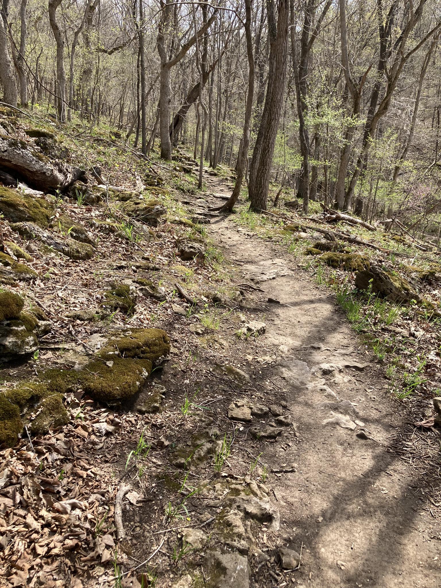 A rocky dirt path ascends through a sunlit forest with new spring growth.