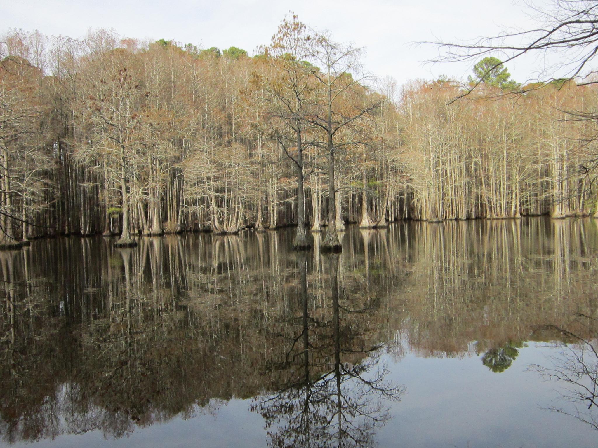 Wetland forest with bare trees reflecting perfectly in still water.