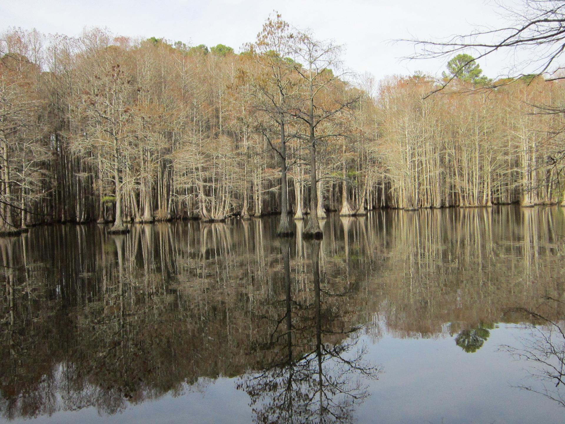 Wetland forest with bare trees reflecting perfectly in still water.