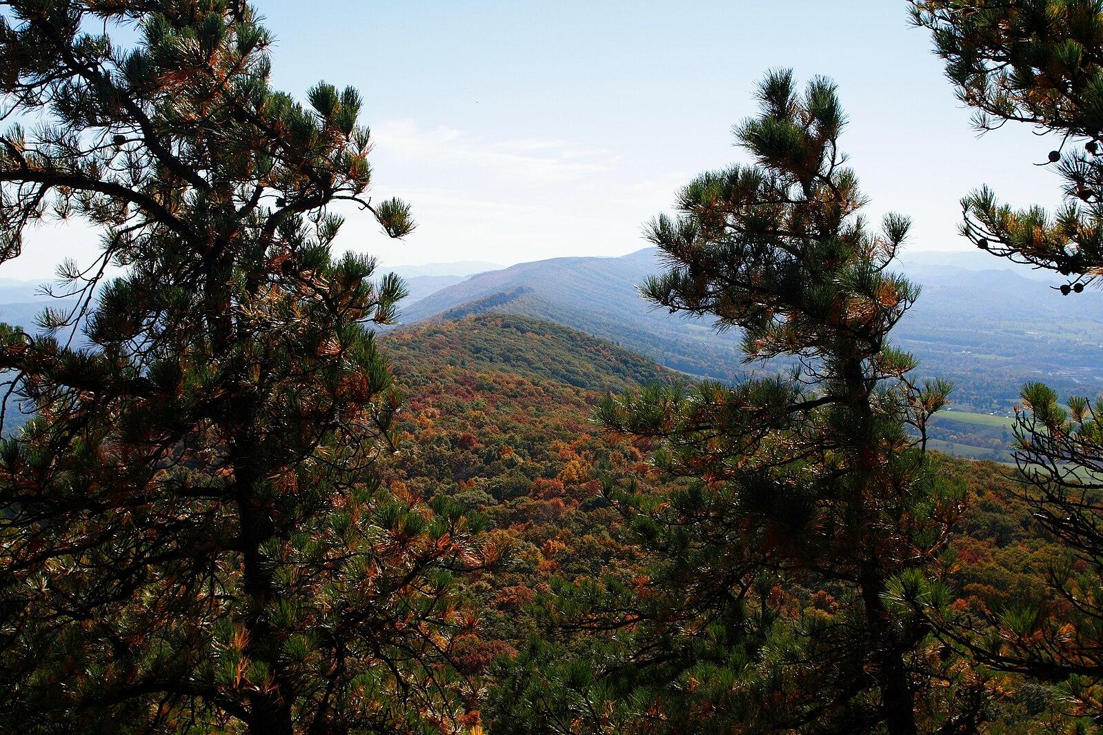 Pine trees frame a forested mountain range with autumn colors under a clear sky.