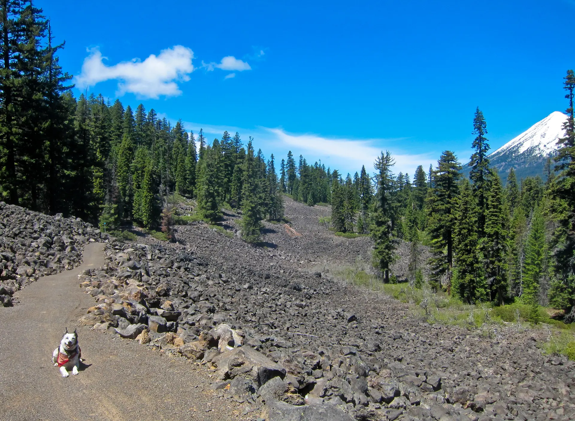White dog on a dirt path, rocky landscape, pine trees, and distant snowy mountain.