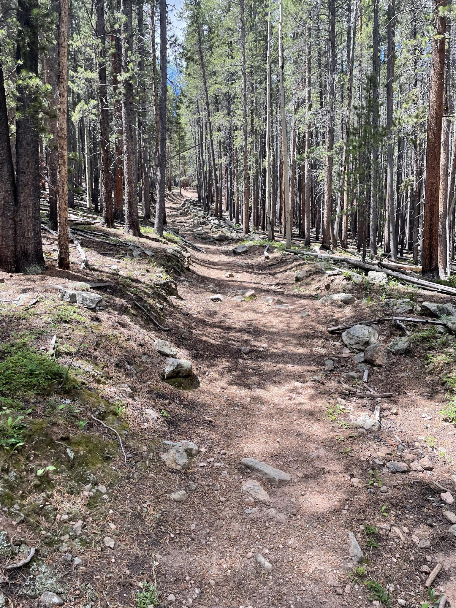 A winding dirt trail through a sun-dappled, dense pine forest.