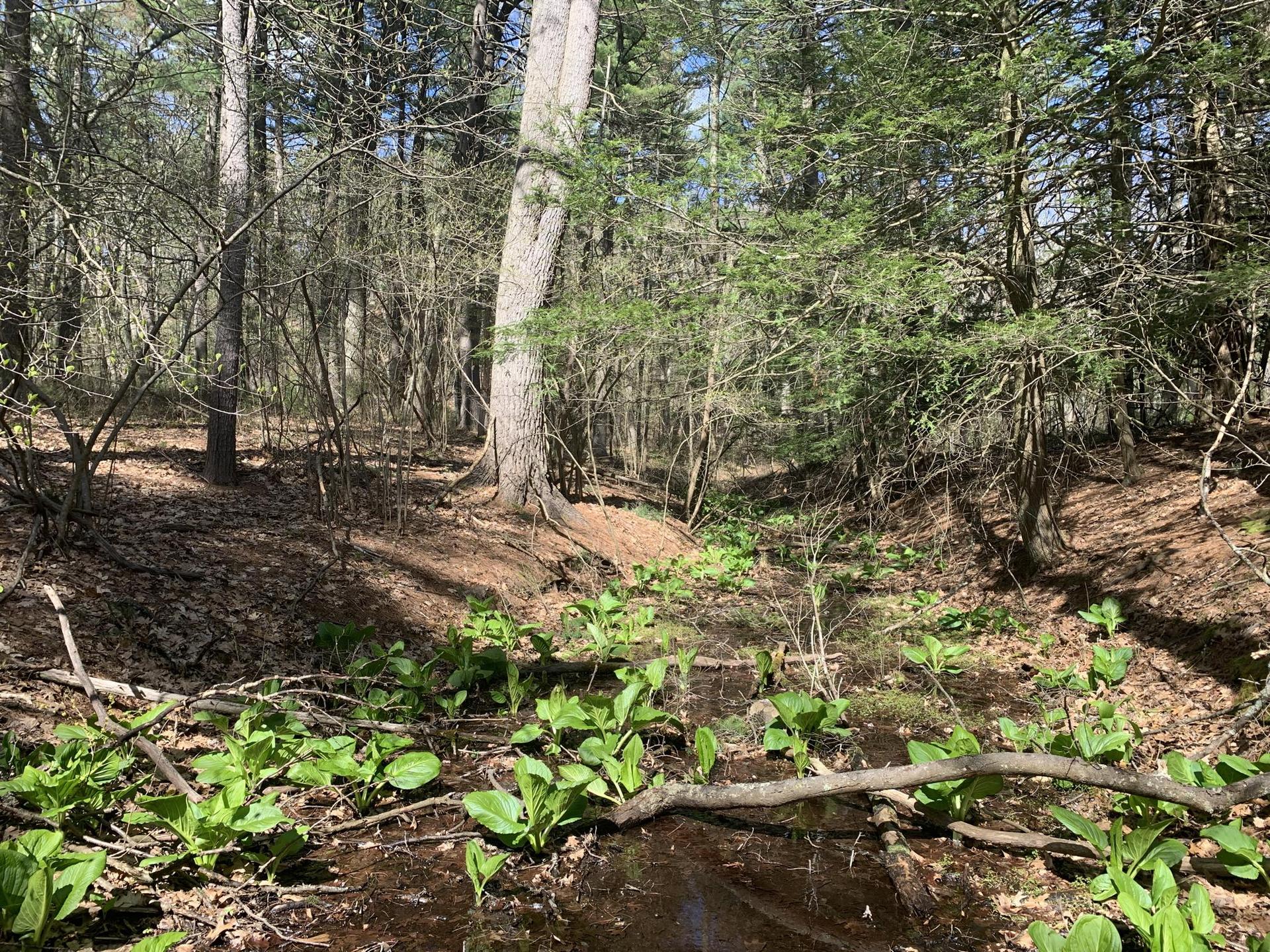 A sunlit forest floor with a small stream and green skunk cabbage plants.