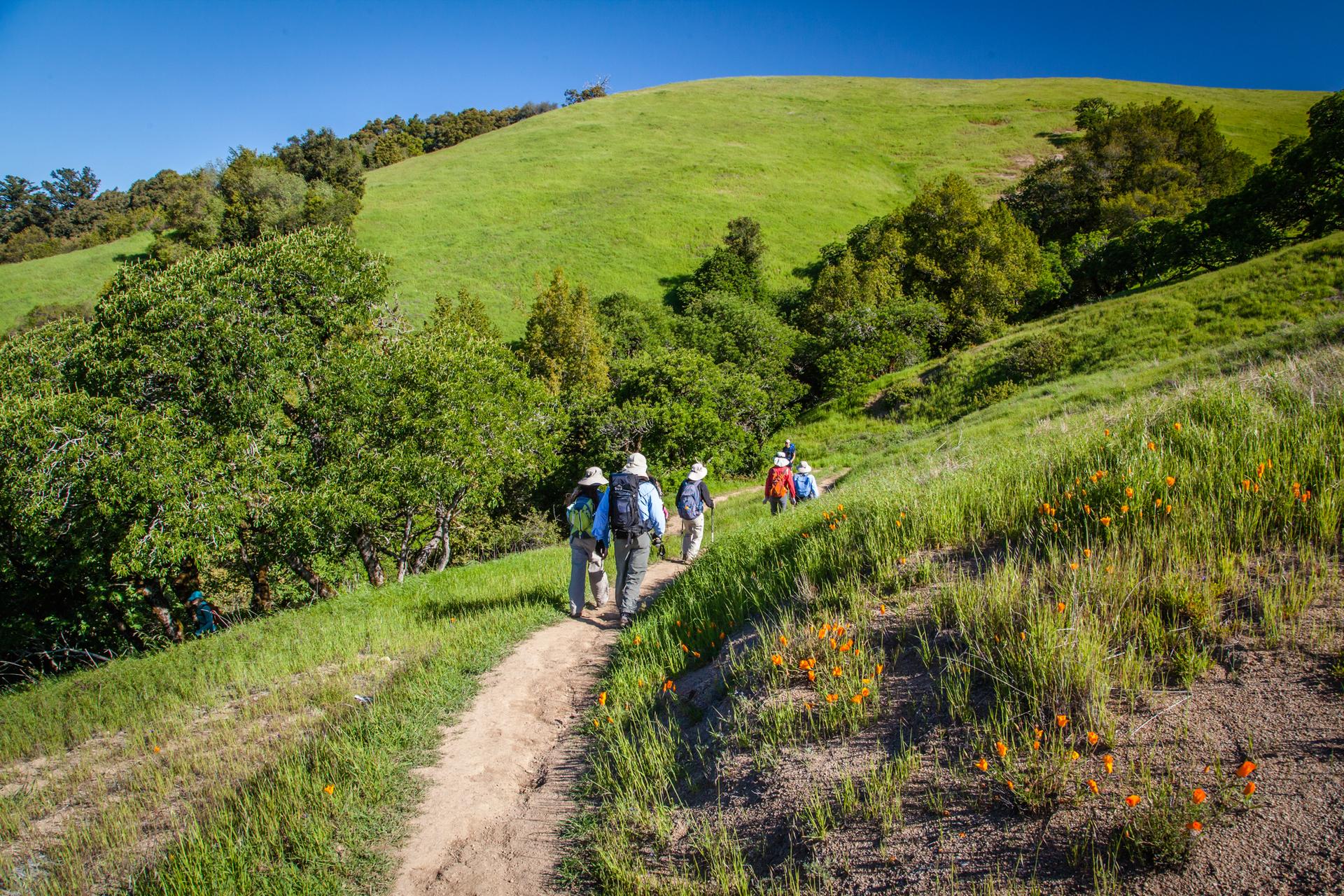 Hikers walk along a dirt path through vibrant green, sunny hills.