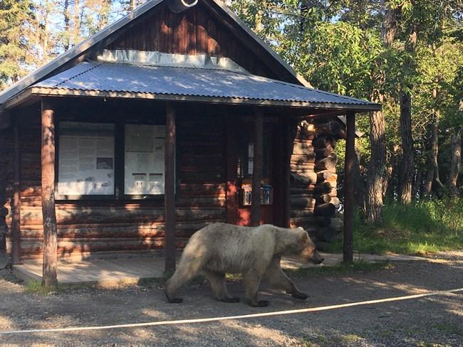 A large brown bear walks past a rustic wooden cabin in sunlight.