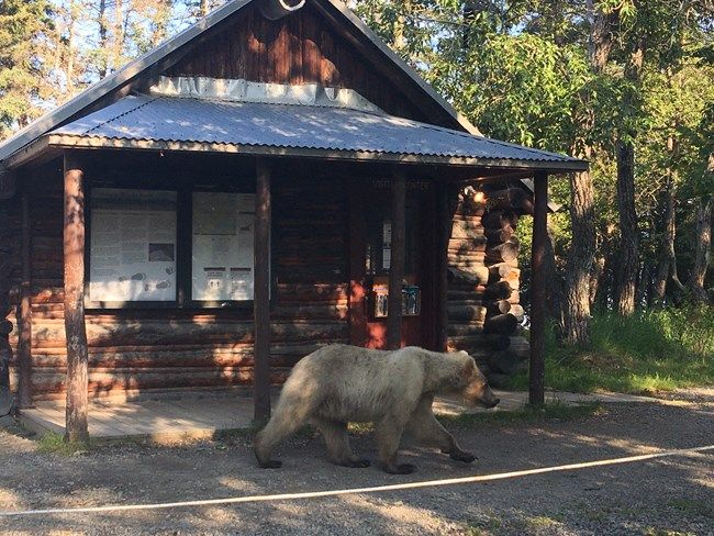 A large brown bear walks past a rustic wooden cabin in sunlight. - Brooks Falls Trail