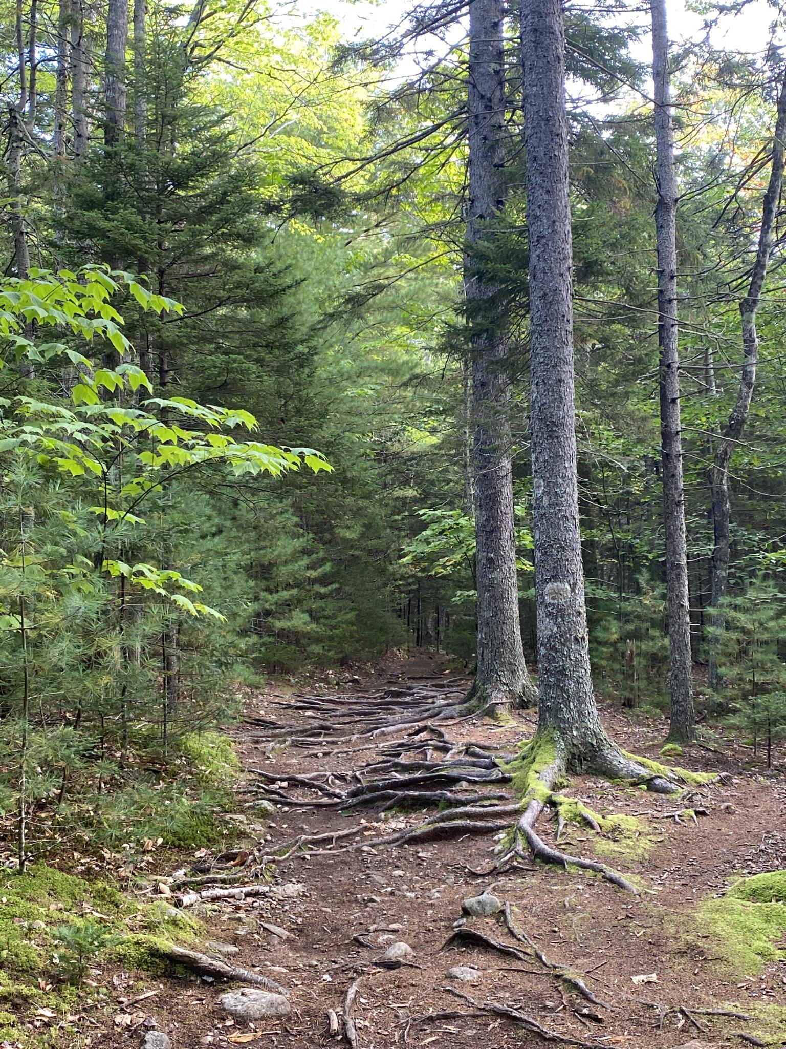 A forest path with prominent tree roots and tall, green trees.