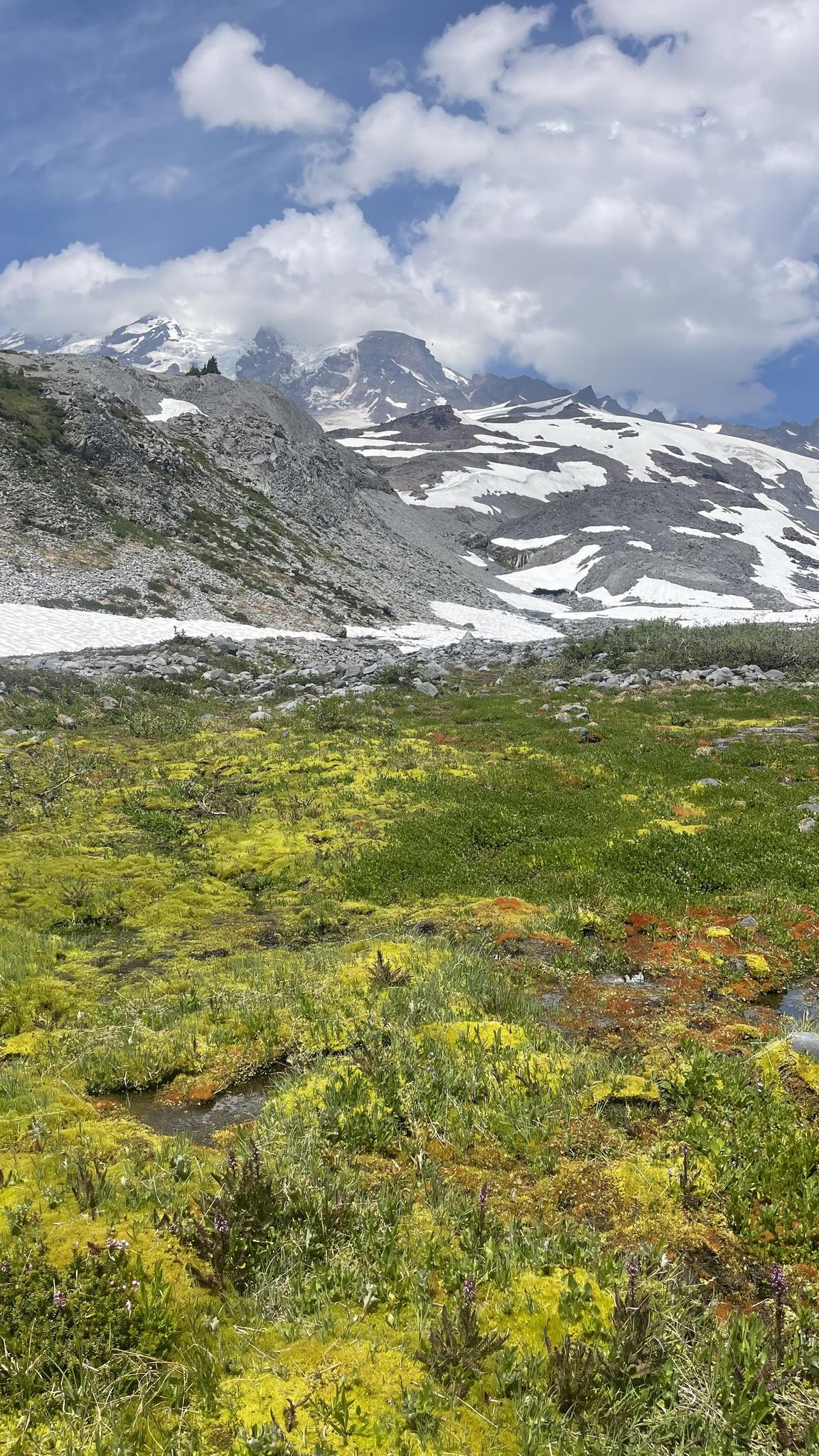 Vibrant green and yellow alpine meadow with snow-capped mountains under a cloudy sky.