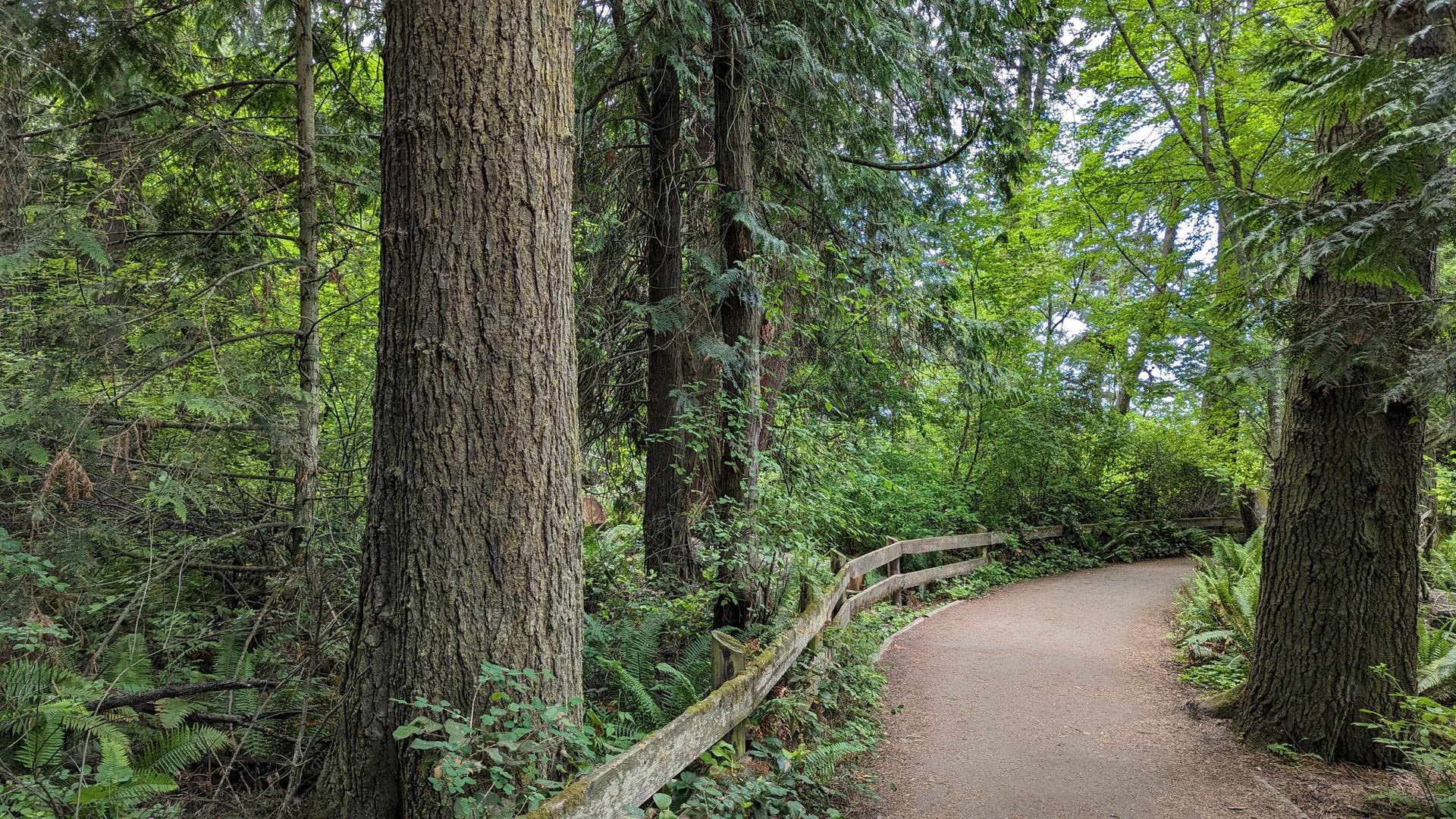A dirt path with a wooden fence winding through a dense green forest.