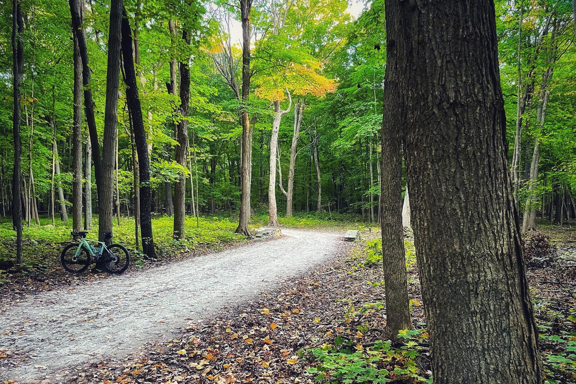 A bicycle rests beside a sunlit dirt path winding through a lush forest.