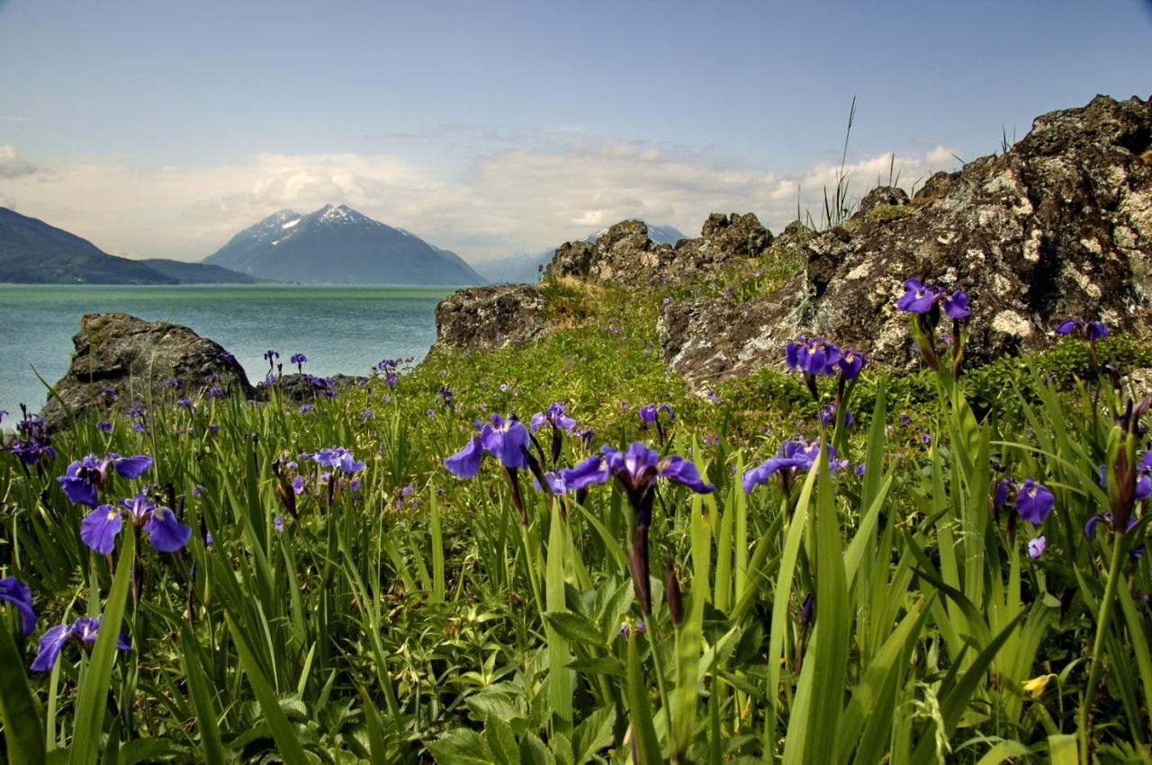 Sunny day, purple irises in foreground, rocky shore, water, and distant mountains.