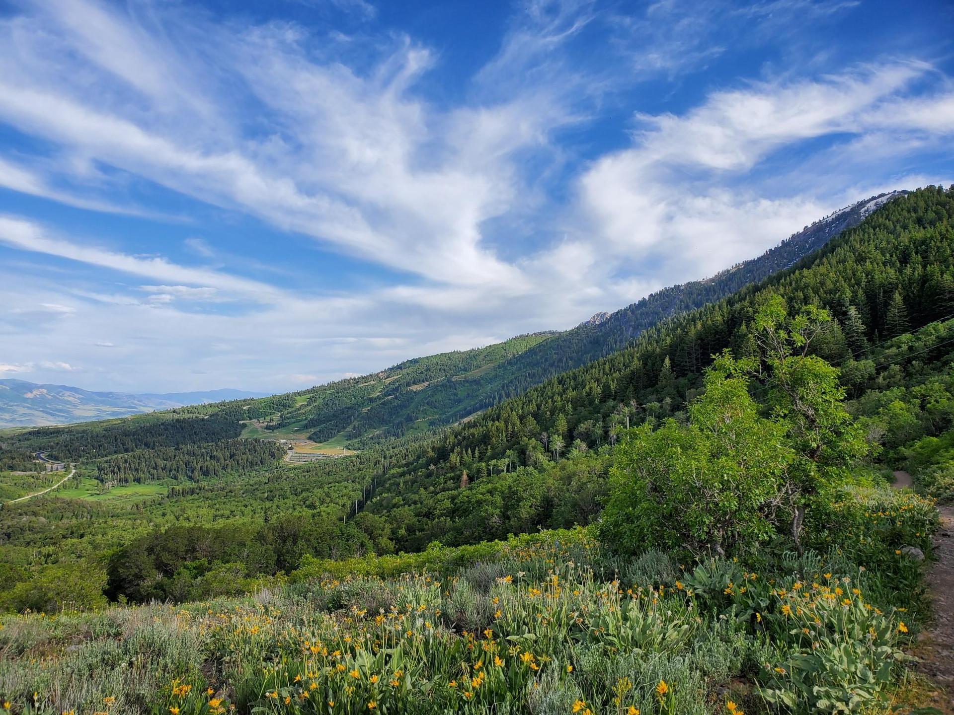 Sunny mountain vista with dense green forests and wildflowers in the foreground.