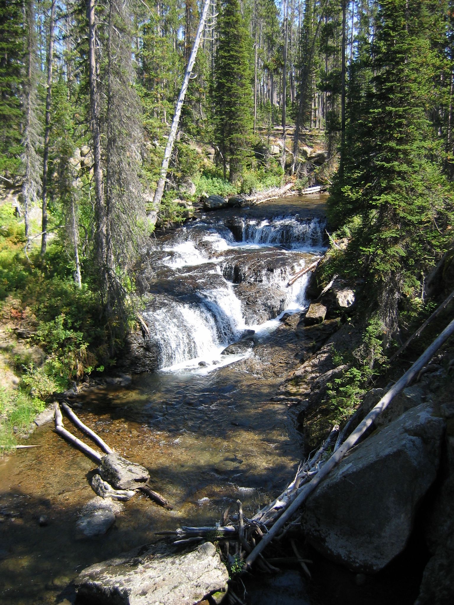 Small tiered waterfall cascades through a sunlit evergreen forest. - Terraced Falls Trail