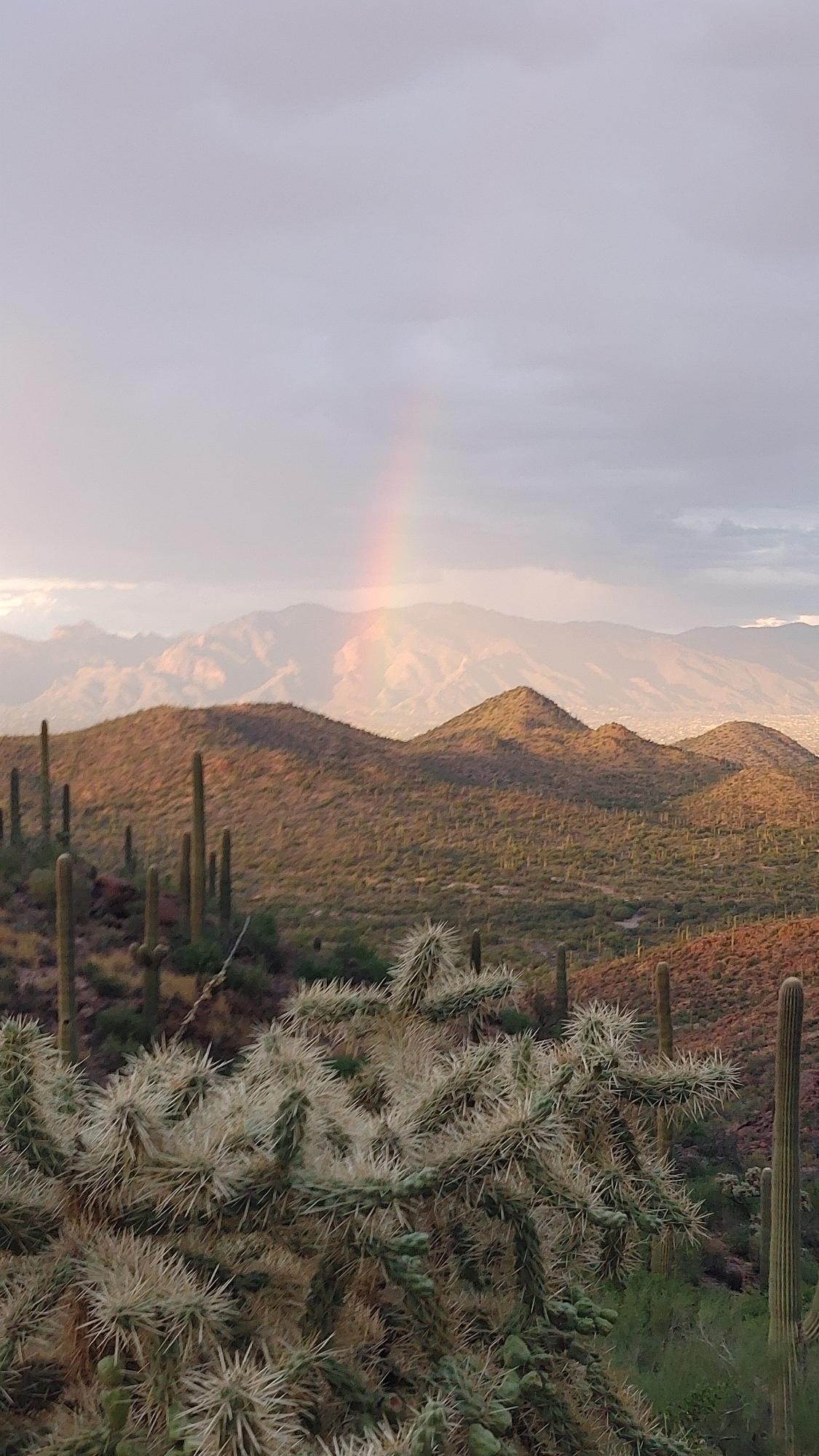 Cholla cacti in foreground, distant mountains, and a faint rainbow under cloudy sky.