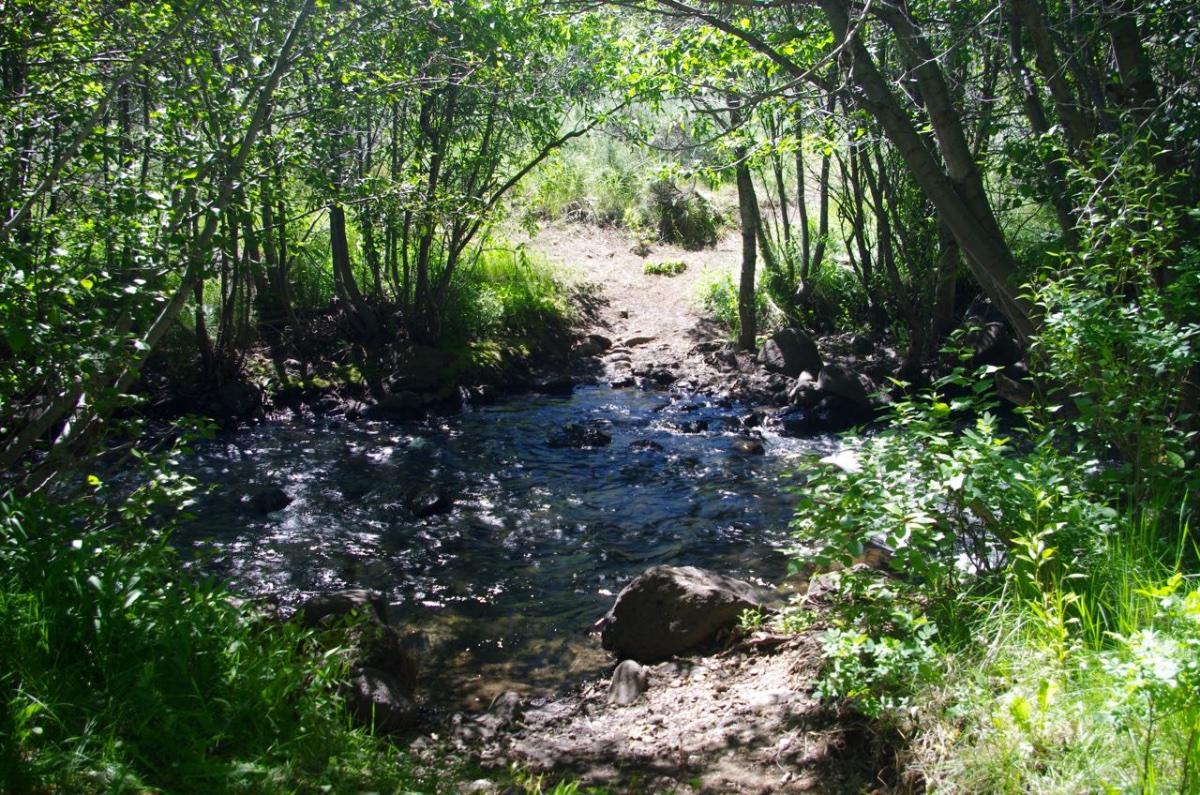 Shaded stream flowing through a dense, green forest.