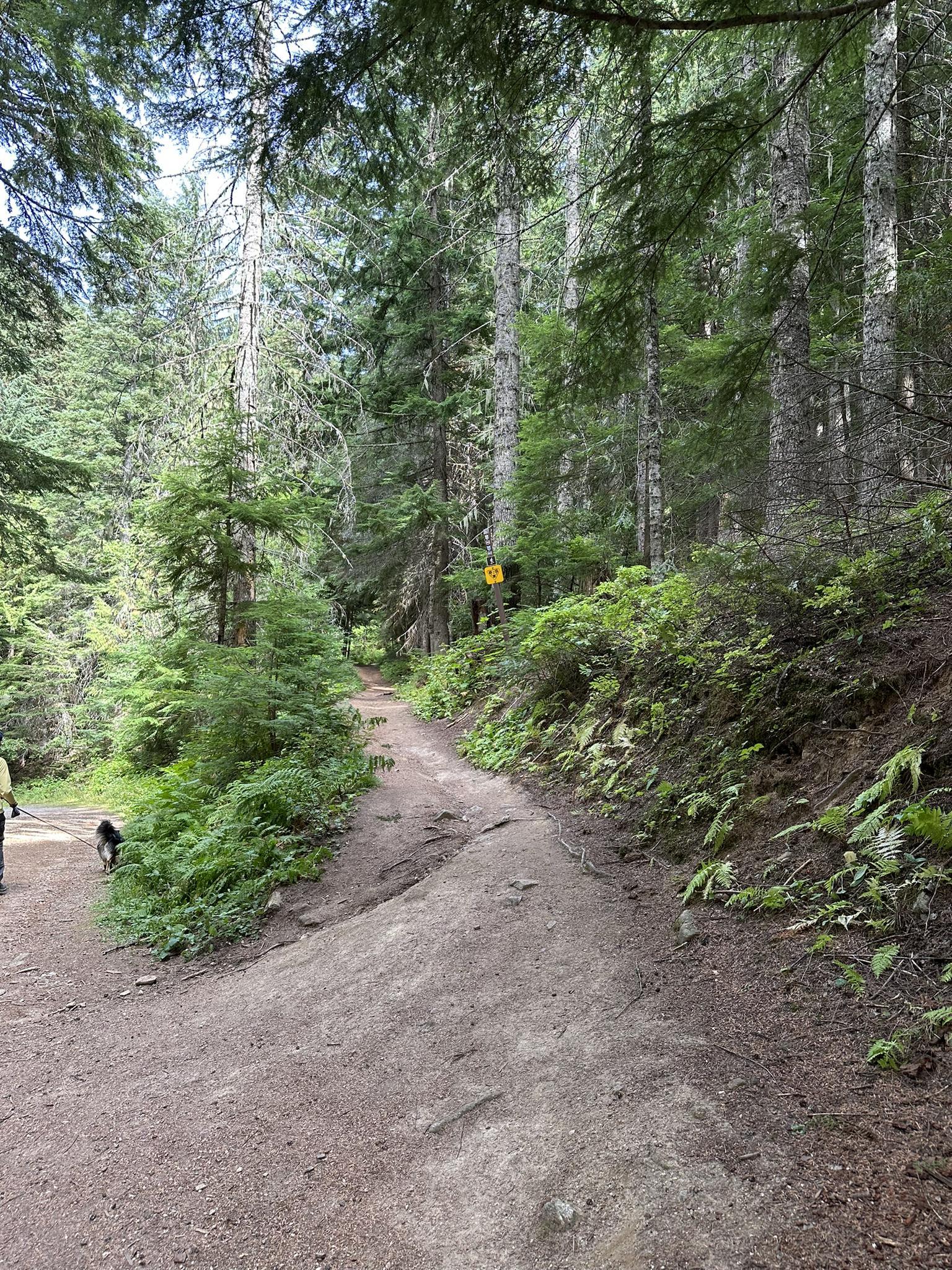 A person and dog walk on a dirt path through a sunlit evergreen forest.