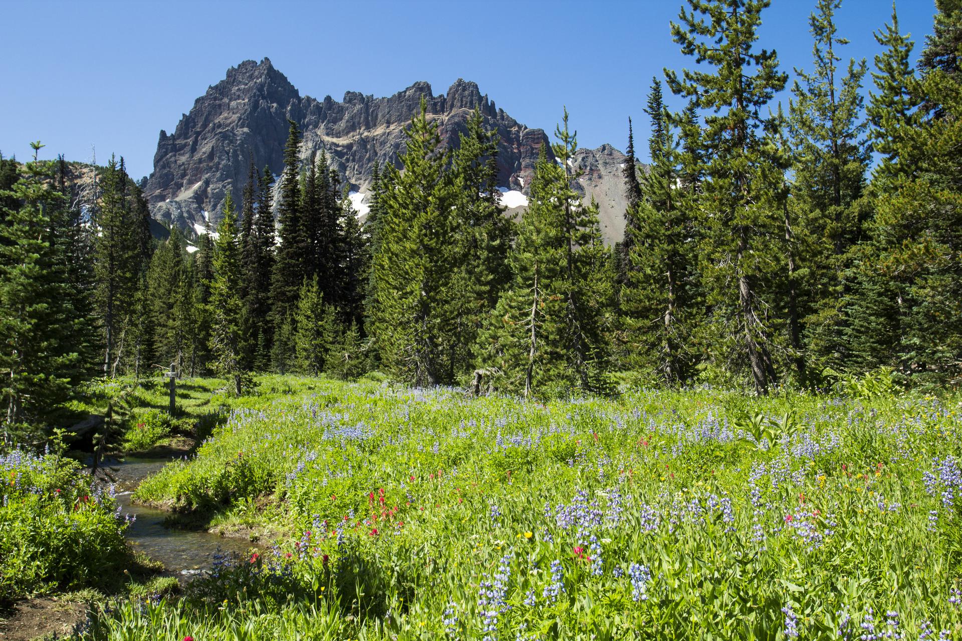 Sunny meadow with purple wildflowers and a stream, rocky mountain behind pine trees.