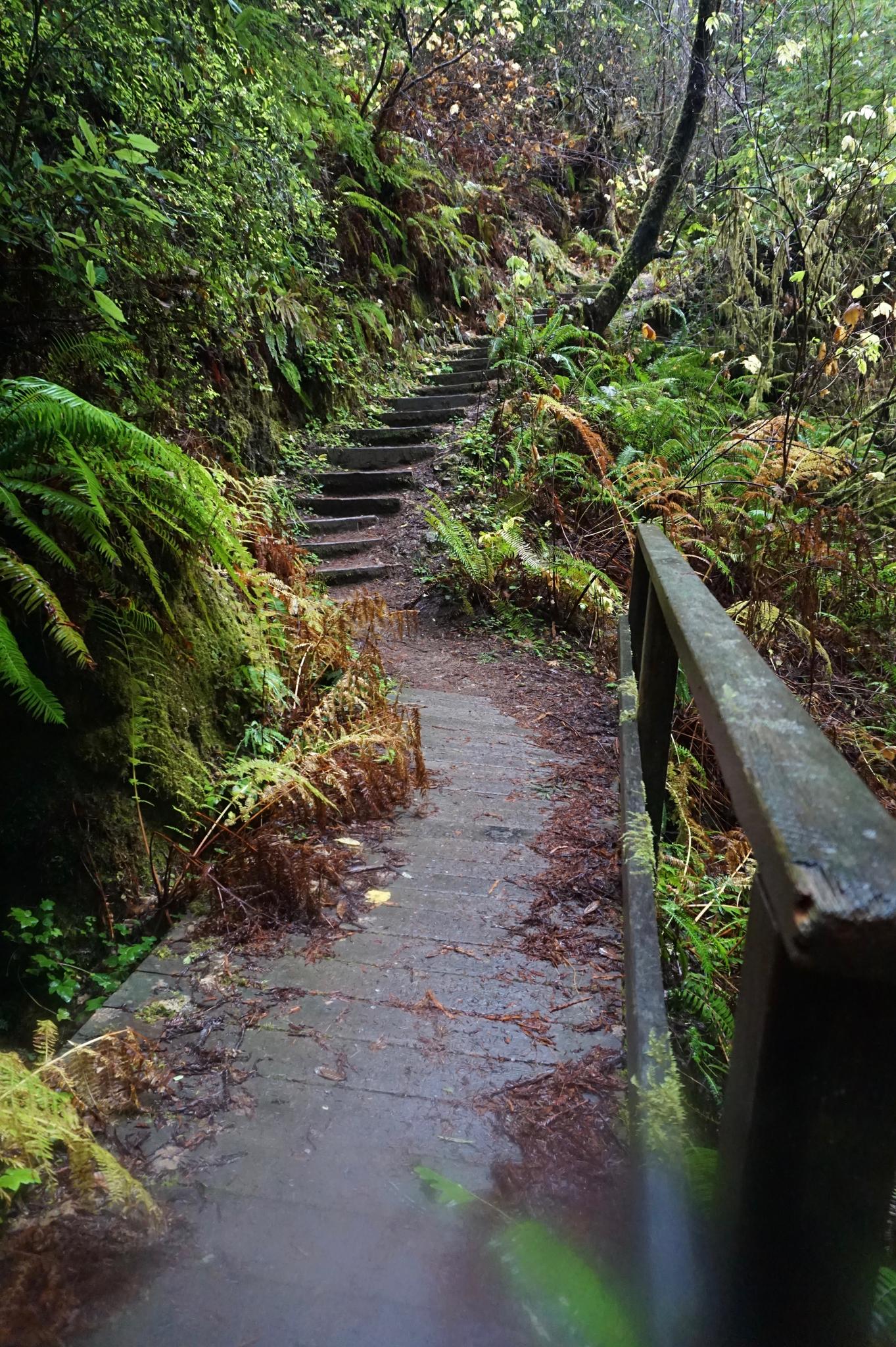 A dirt path leads to wooden steps ascending through a lush, mossy forest.