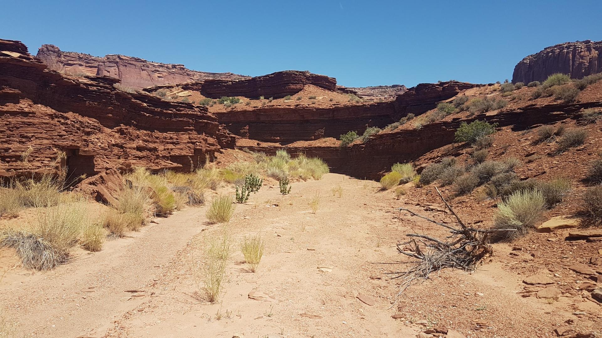 Dry wash with sparse desert plants between towering red rock walls.