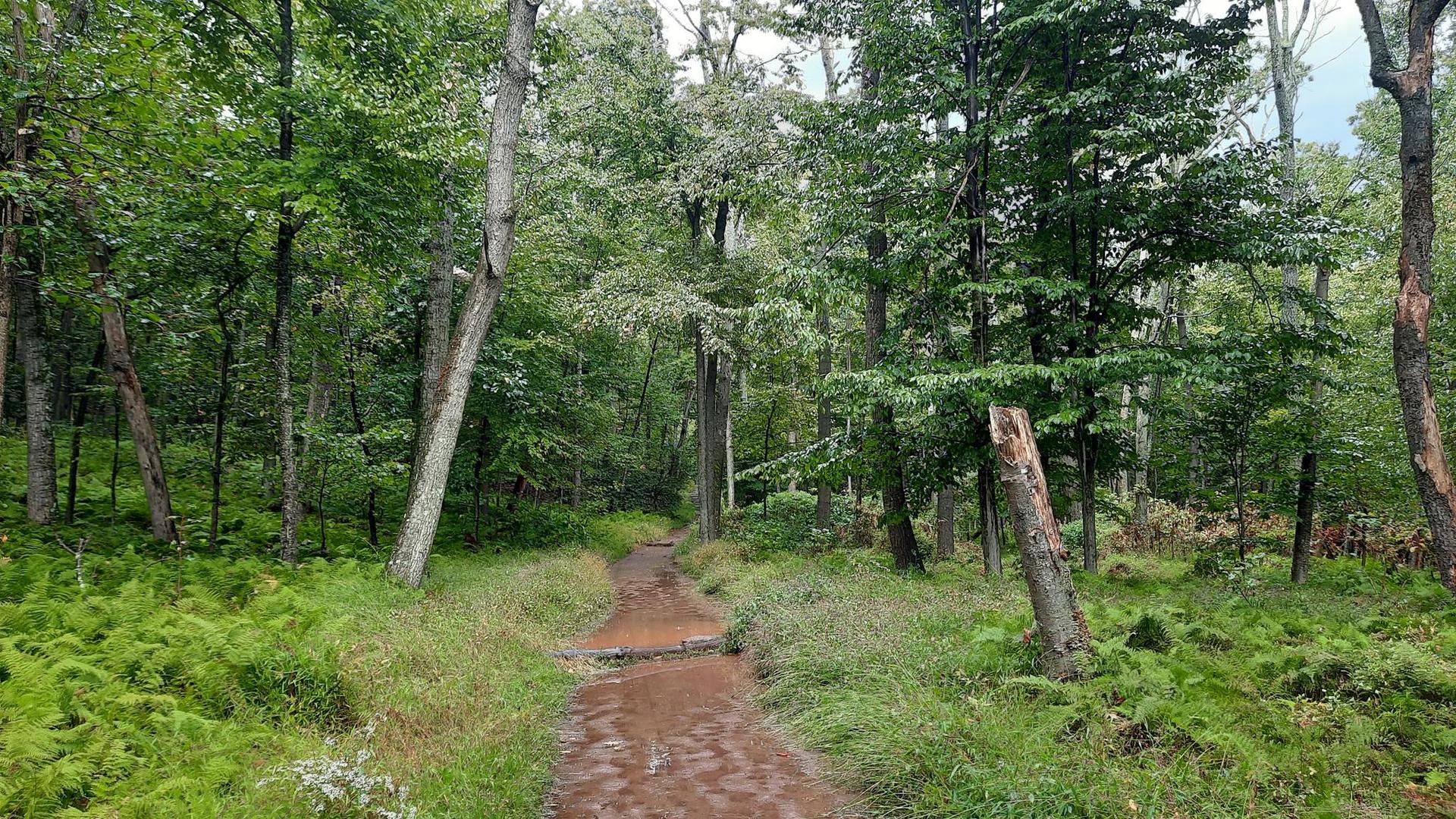 A muddy dirt path winds through a dense green forest under overcast skies.